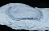 Rusophycus - Trilobite Trace Fossil #3481-2